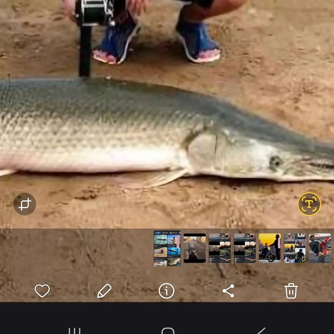 recently logged catches