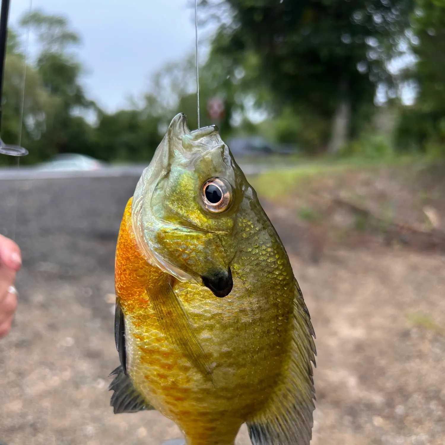 Redbreast sunfish caught on Fishbrain