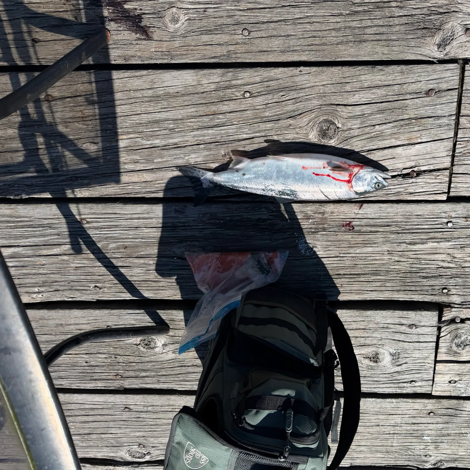 Pink salmon caught on Fishbrain