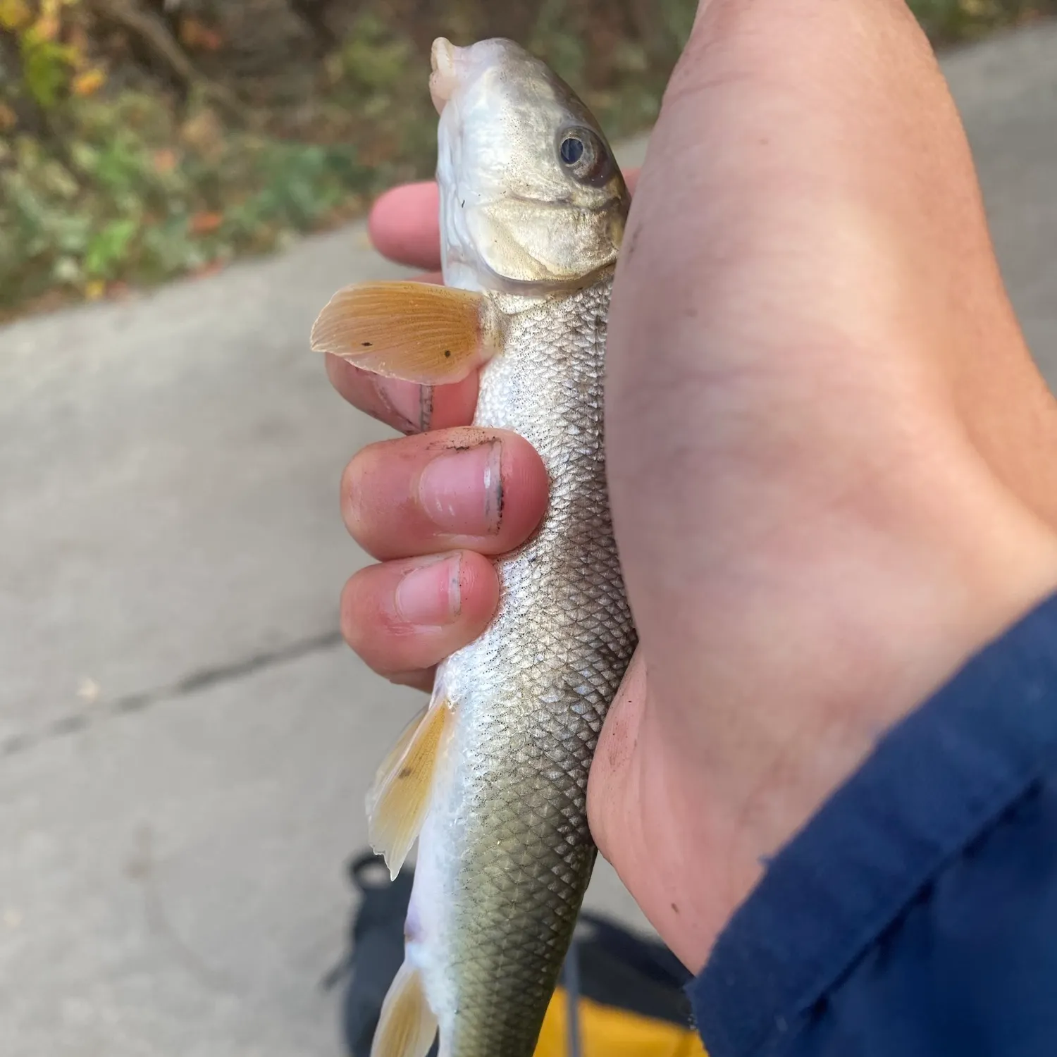 White sucker caught on Fishbrain