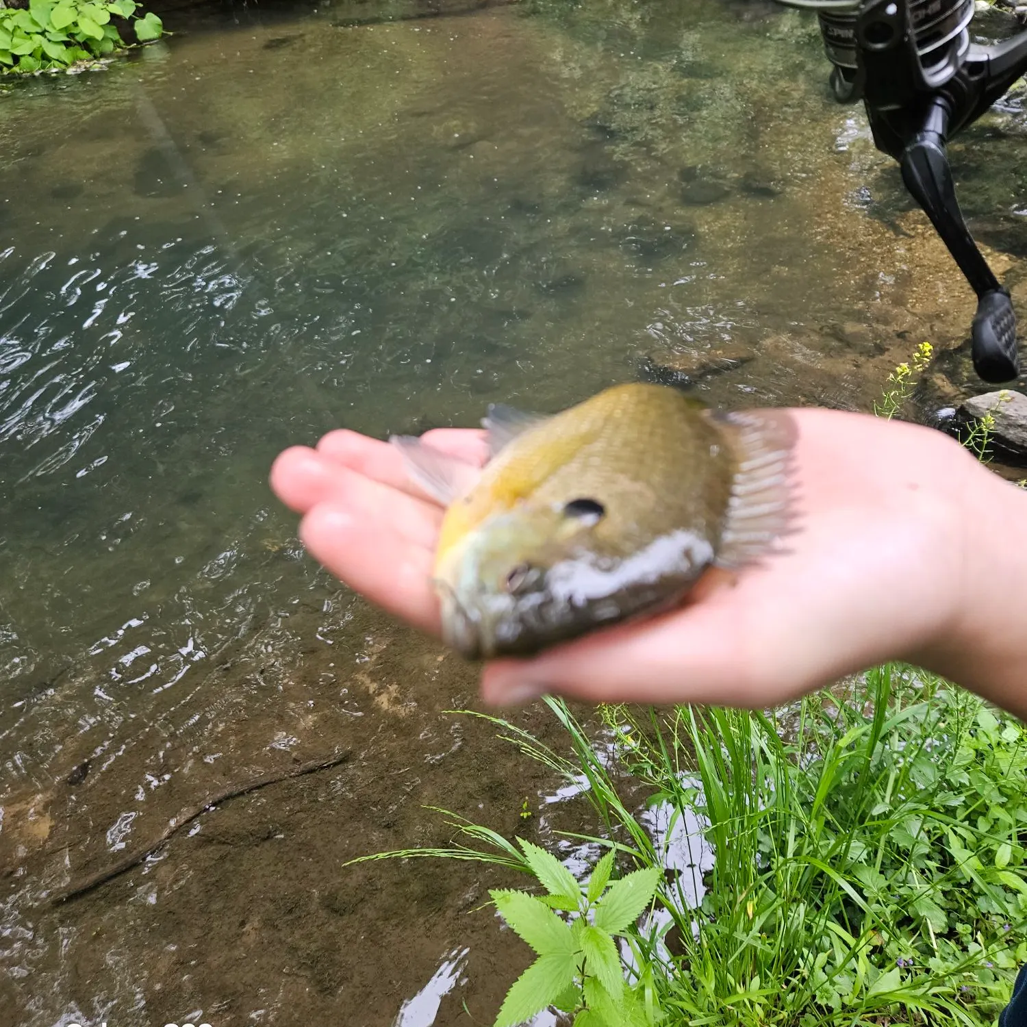 Bluegill caught on Fishbrain