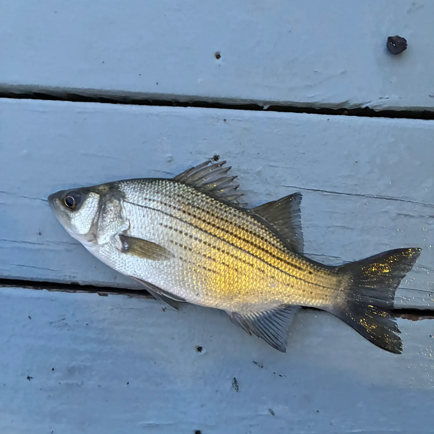 White bass caught on Fishbrain