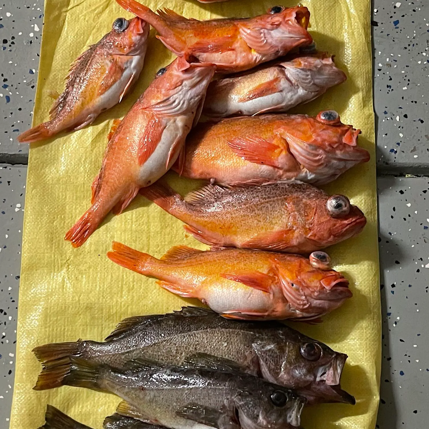 recently logged catches