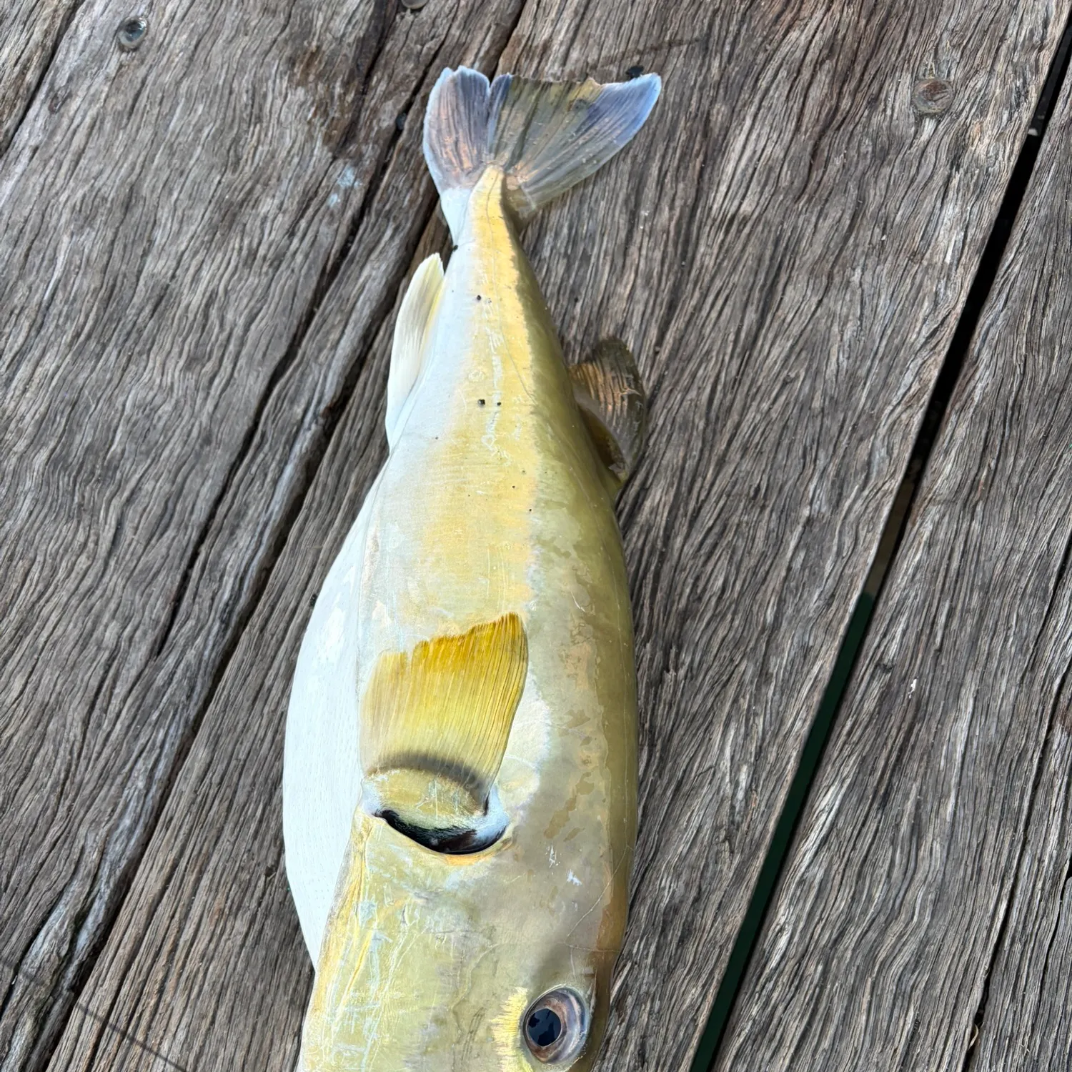 The most recent Half-smooth golden pufferfish catches on Fishbrain