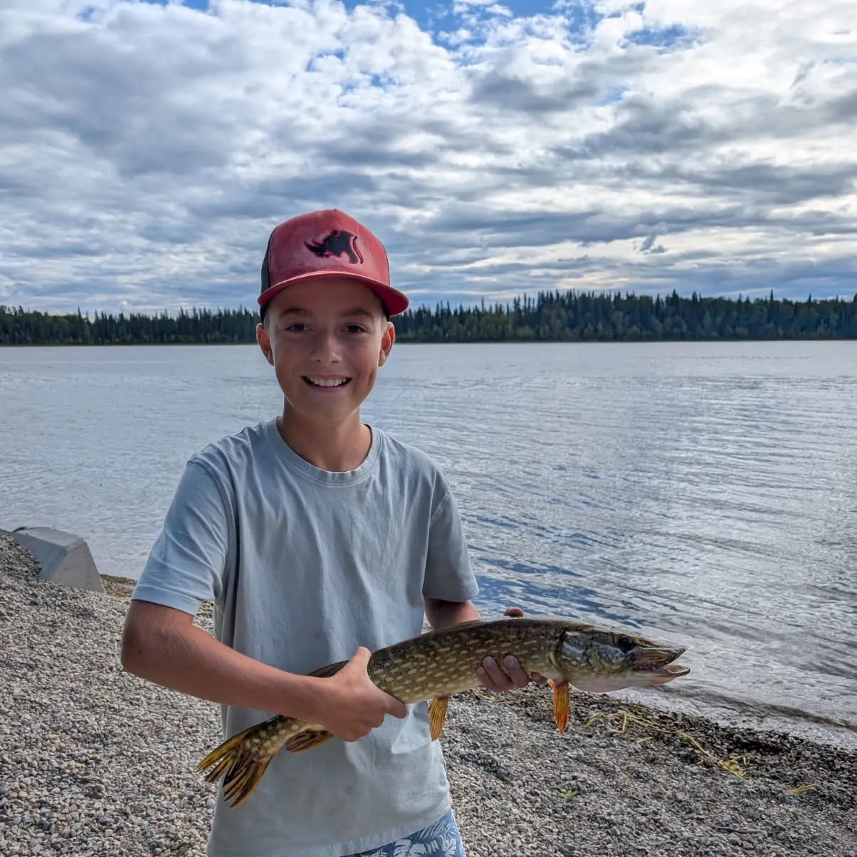 Northern pike caught on Fishbrain