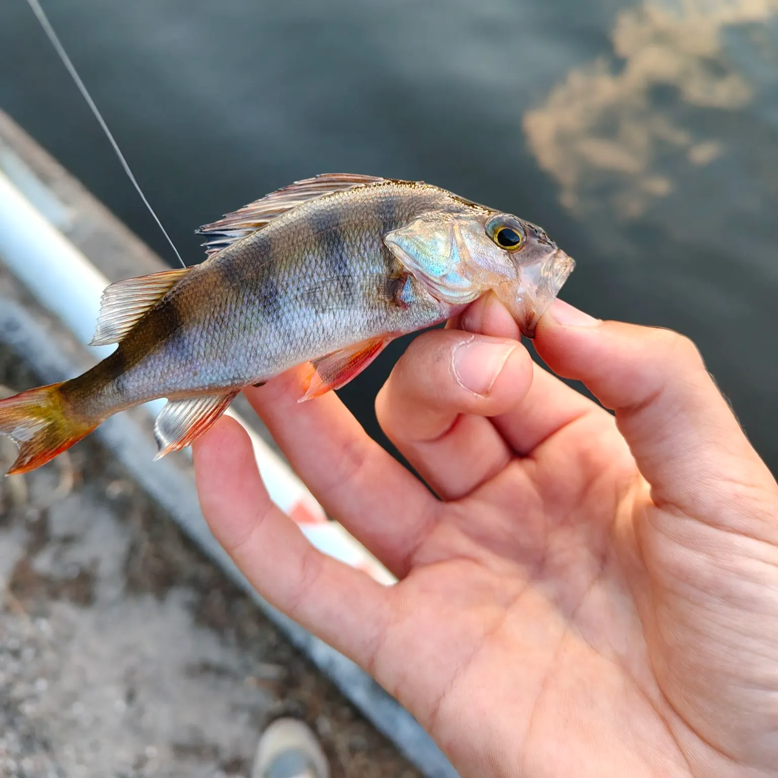 European perch caught on Fishbrain