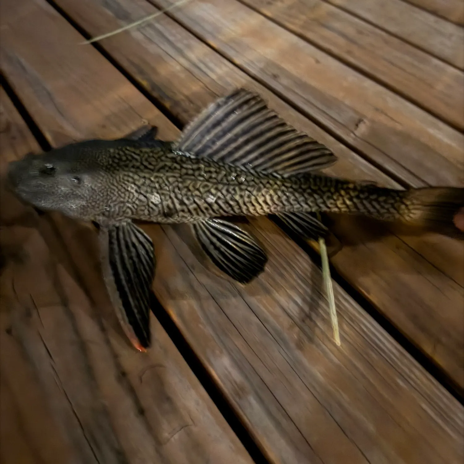 The most recent Suckermouth catfish catches on Fishbrain