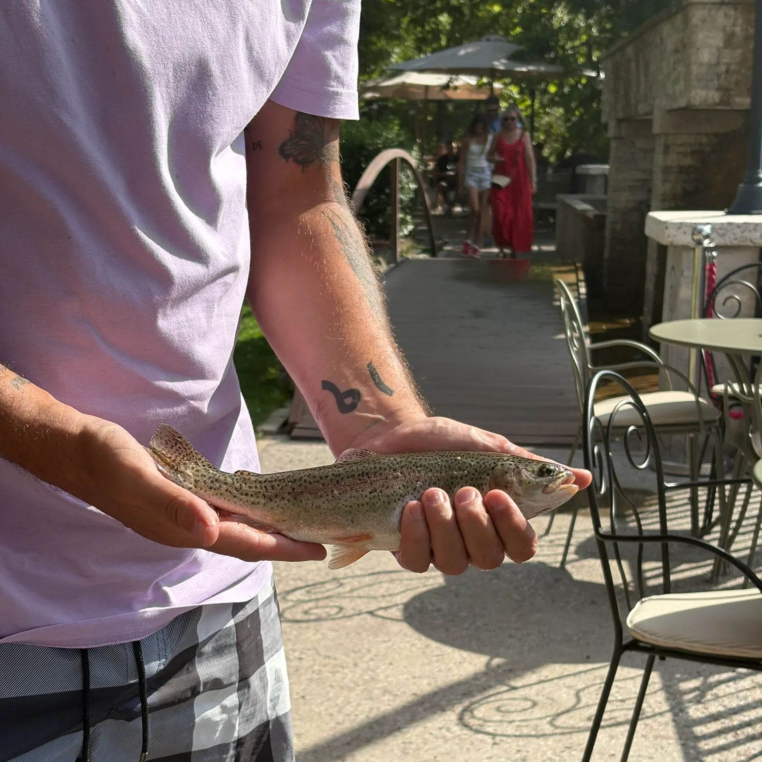 Rainbow trout caught on Fishbrain