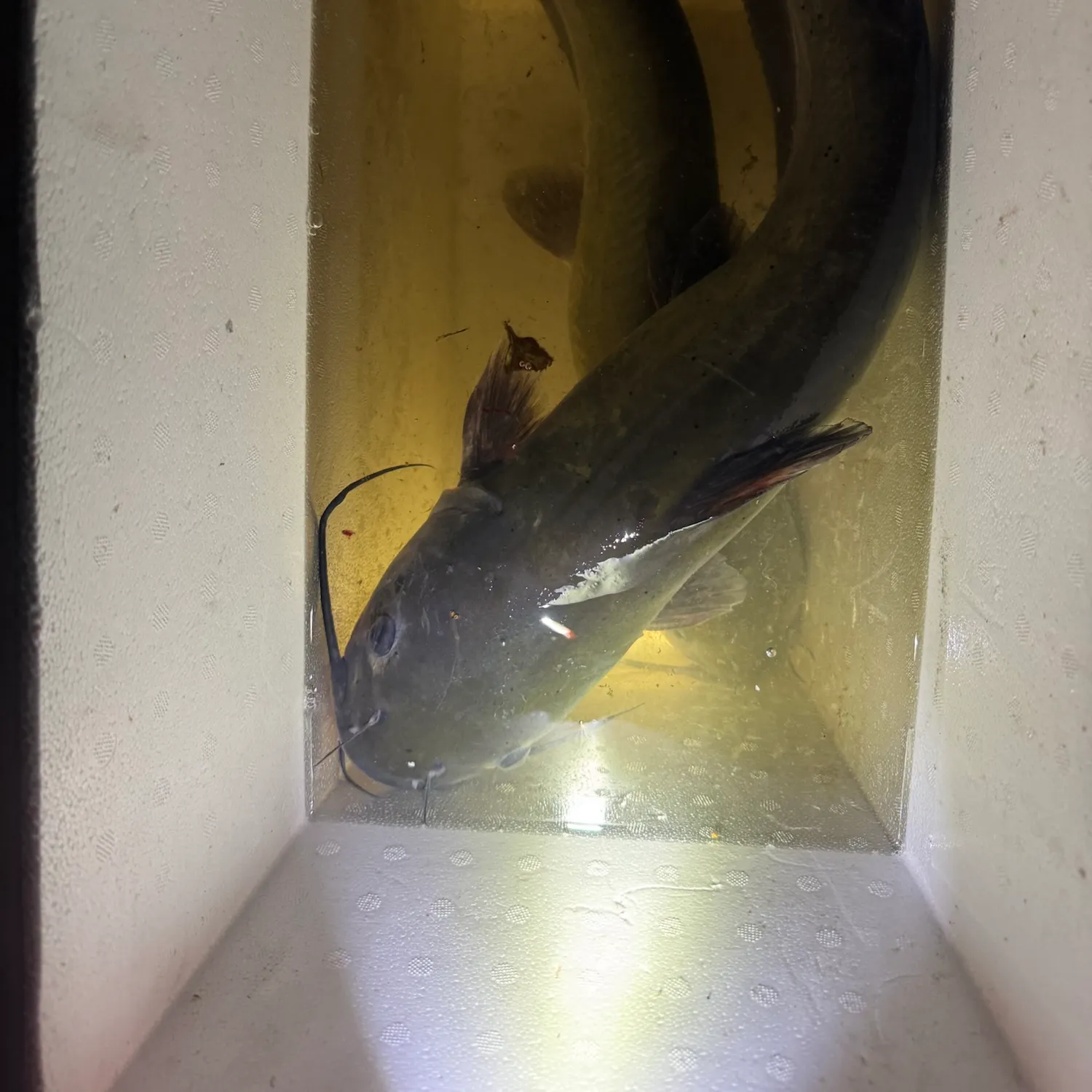Channel catfish caught on Fishbrain