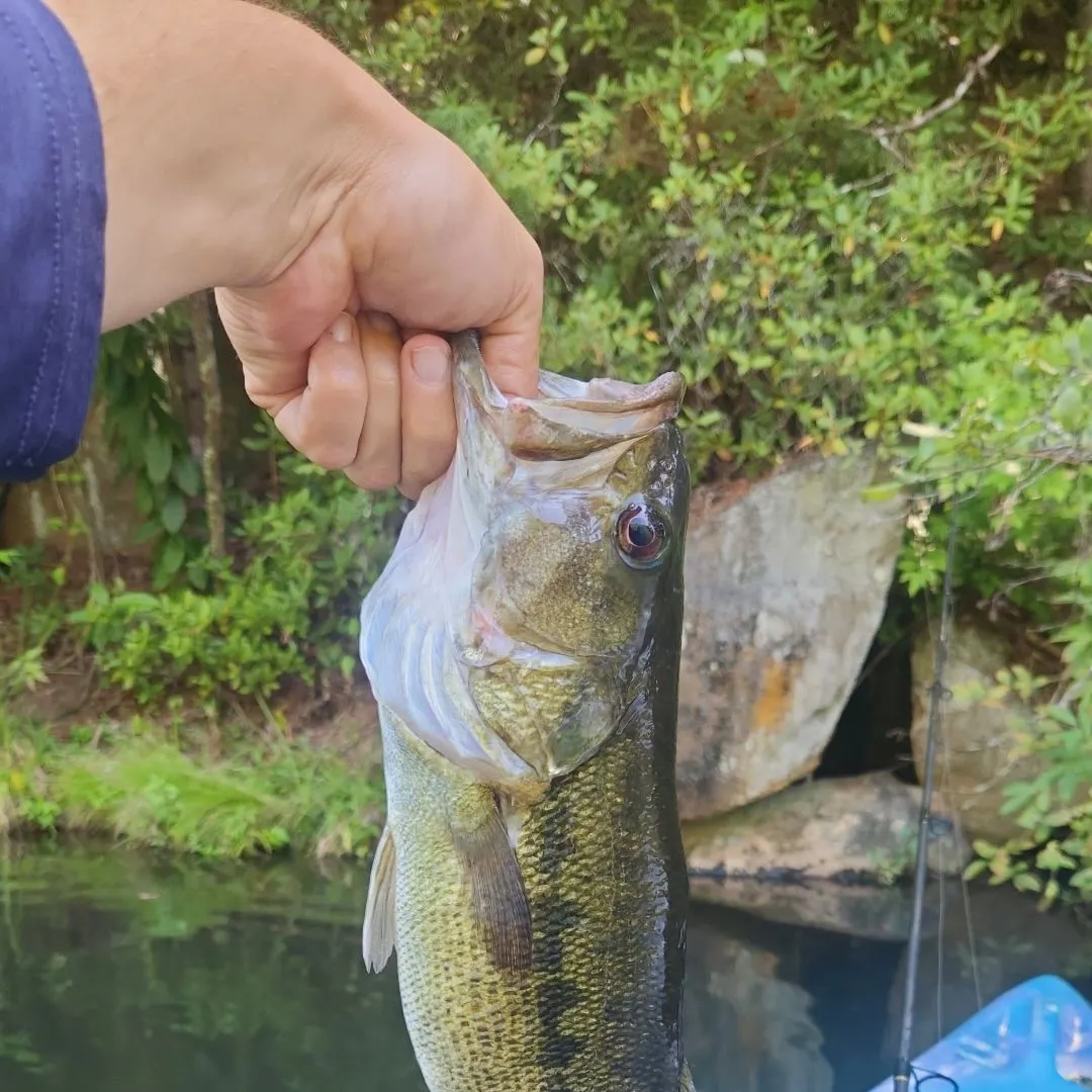 Spotted bass caught on Fishbrain