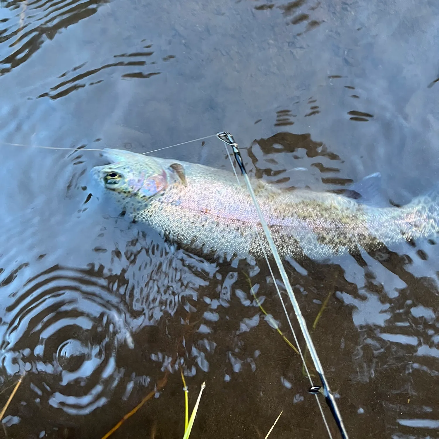 Rainbow trout caught on Fishbrain