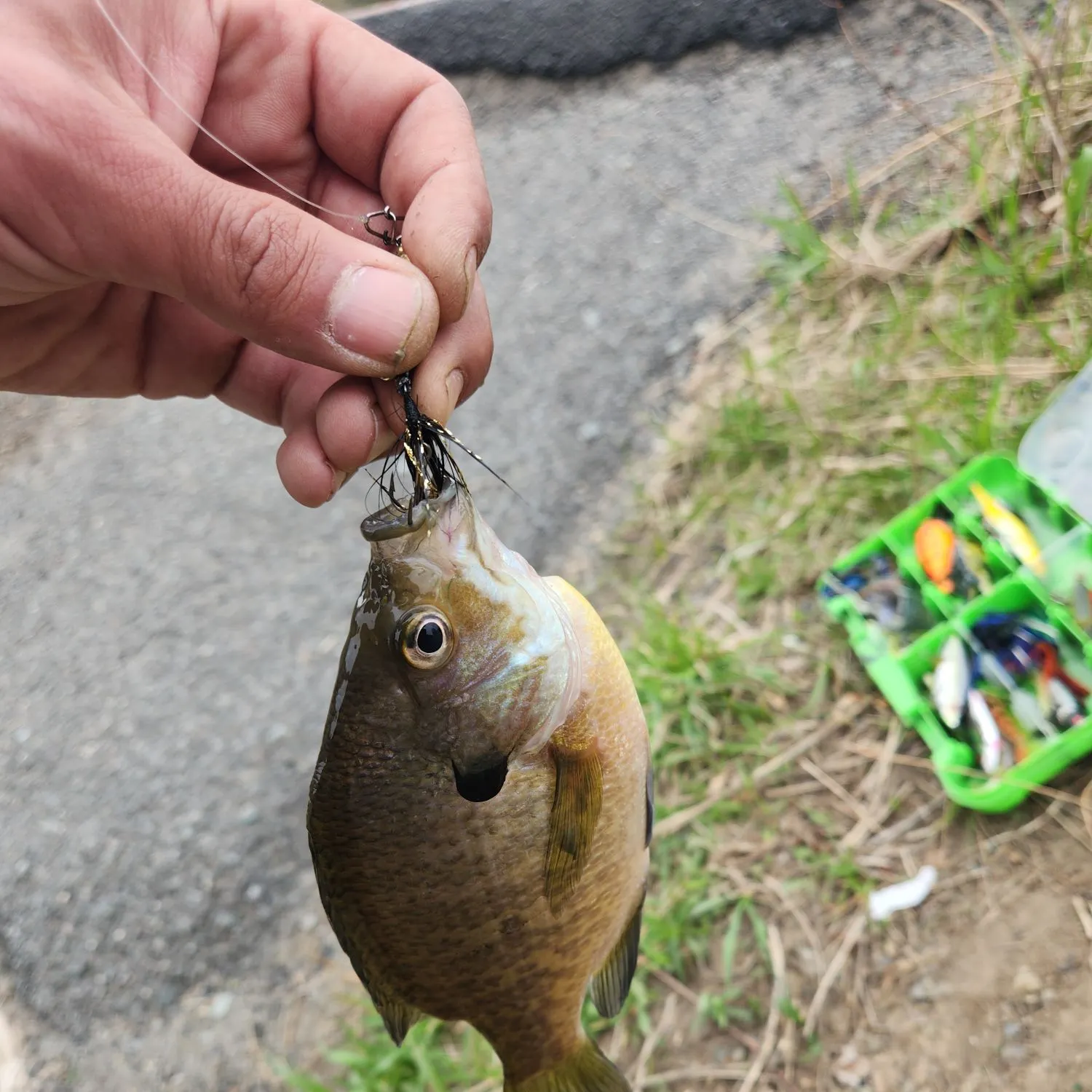 catch