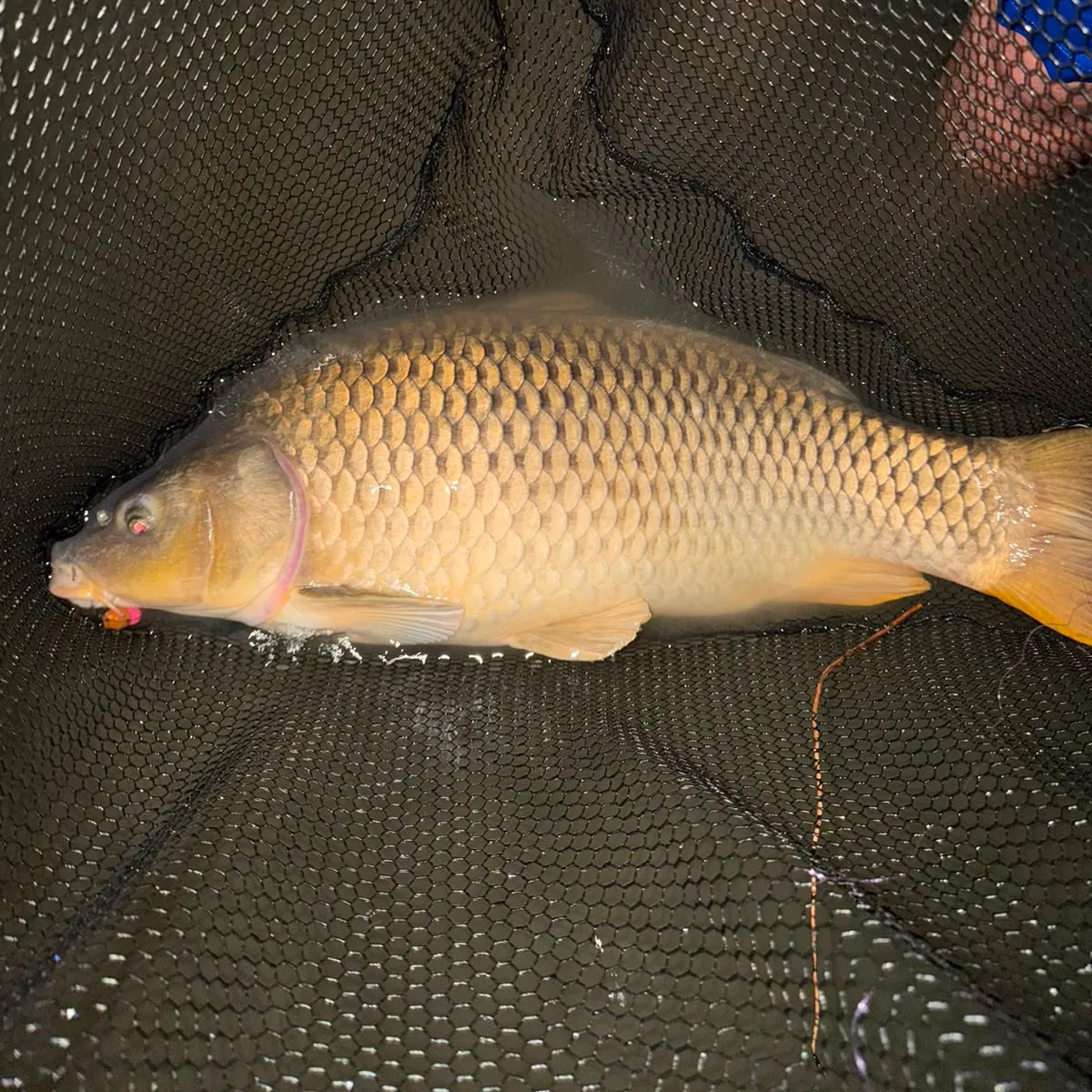 Common carp caught on Fishbrain