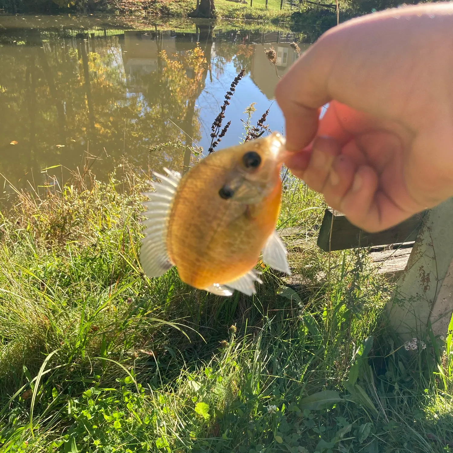 Bluegill caught on Fishbrain