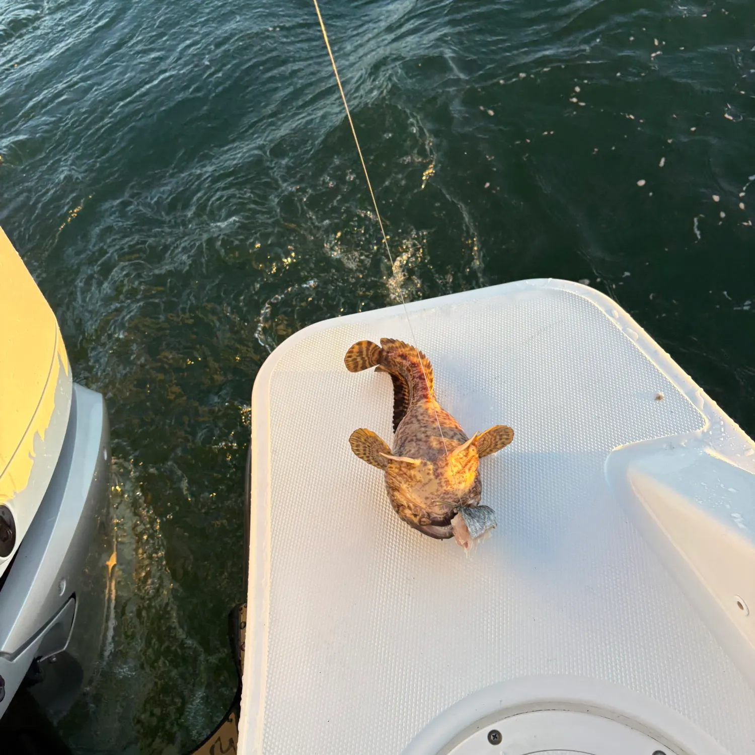 The most recent Oyster toadfish catches on Fishbrain