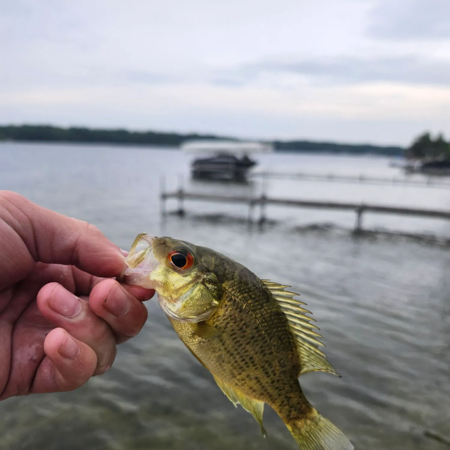 Rock bass caught on Fishbrain