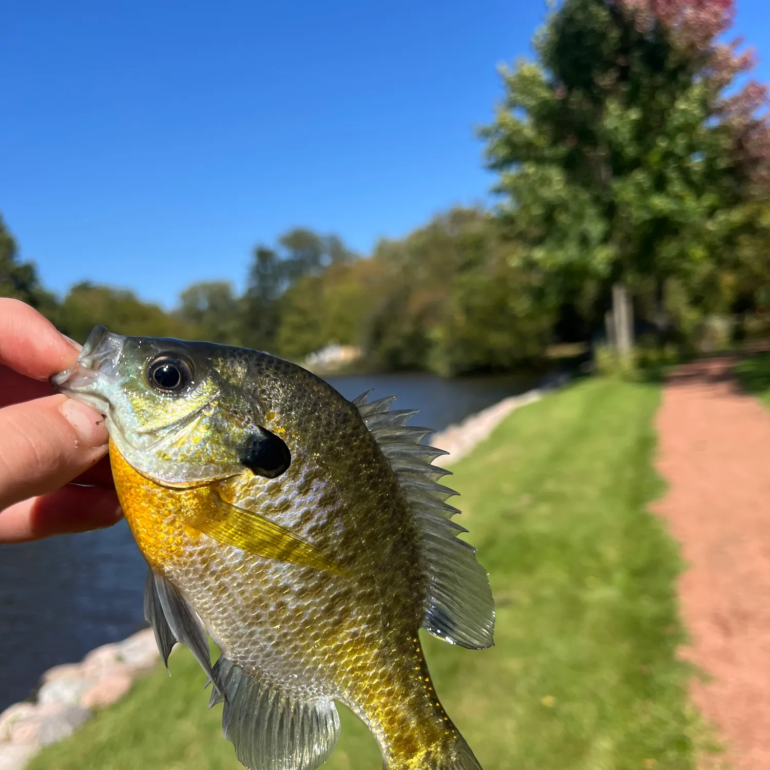 Bluegill caught on Fishbrain