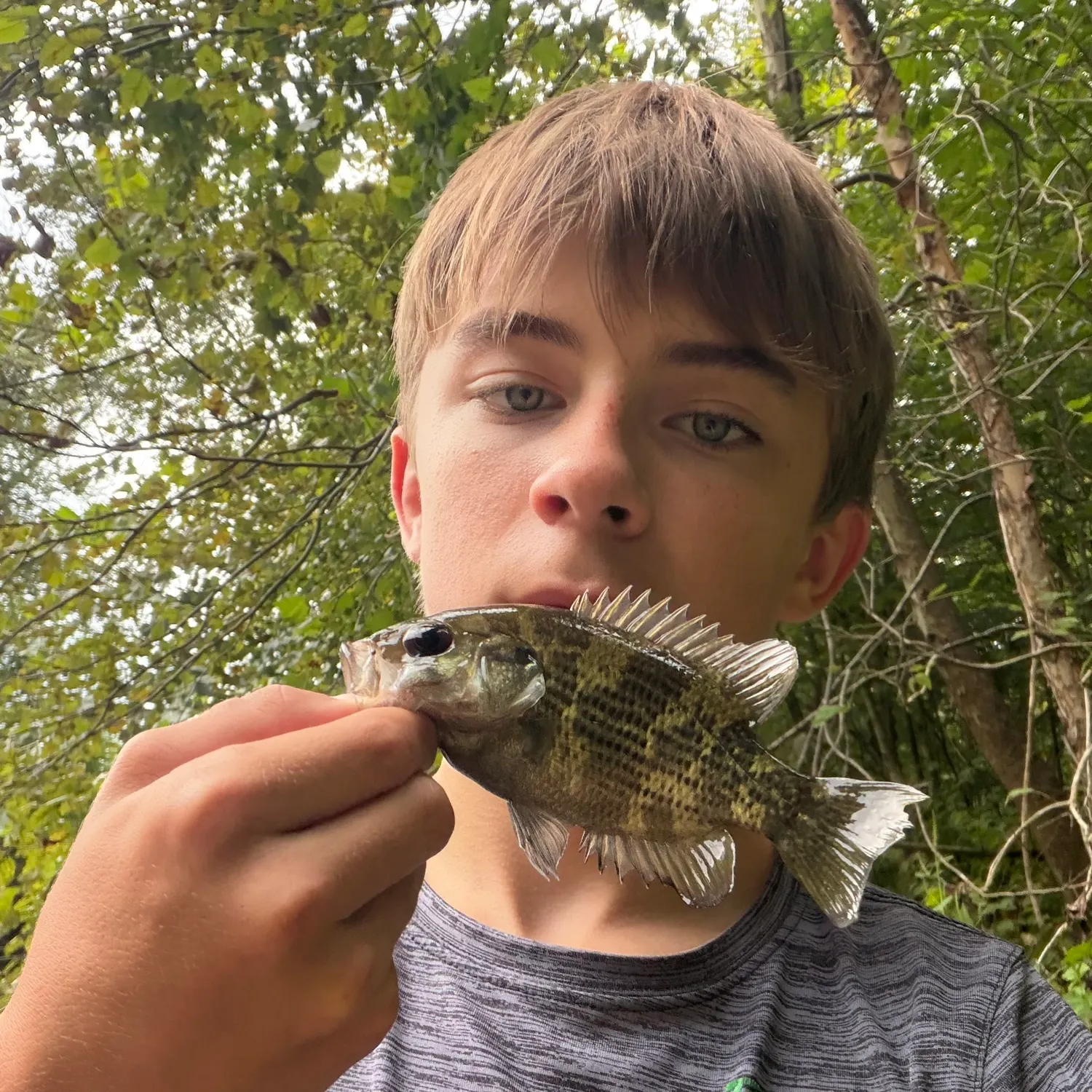 Rock bass caught on Fishbrain
