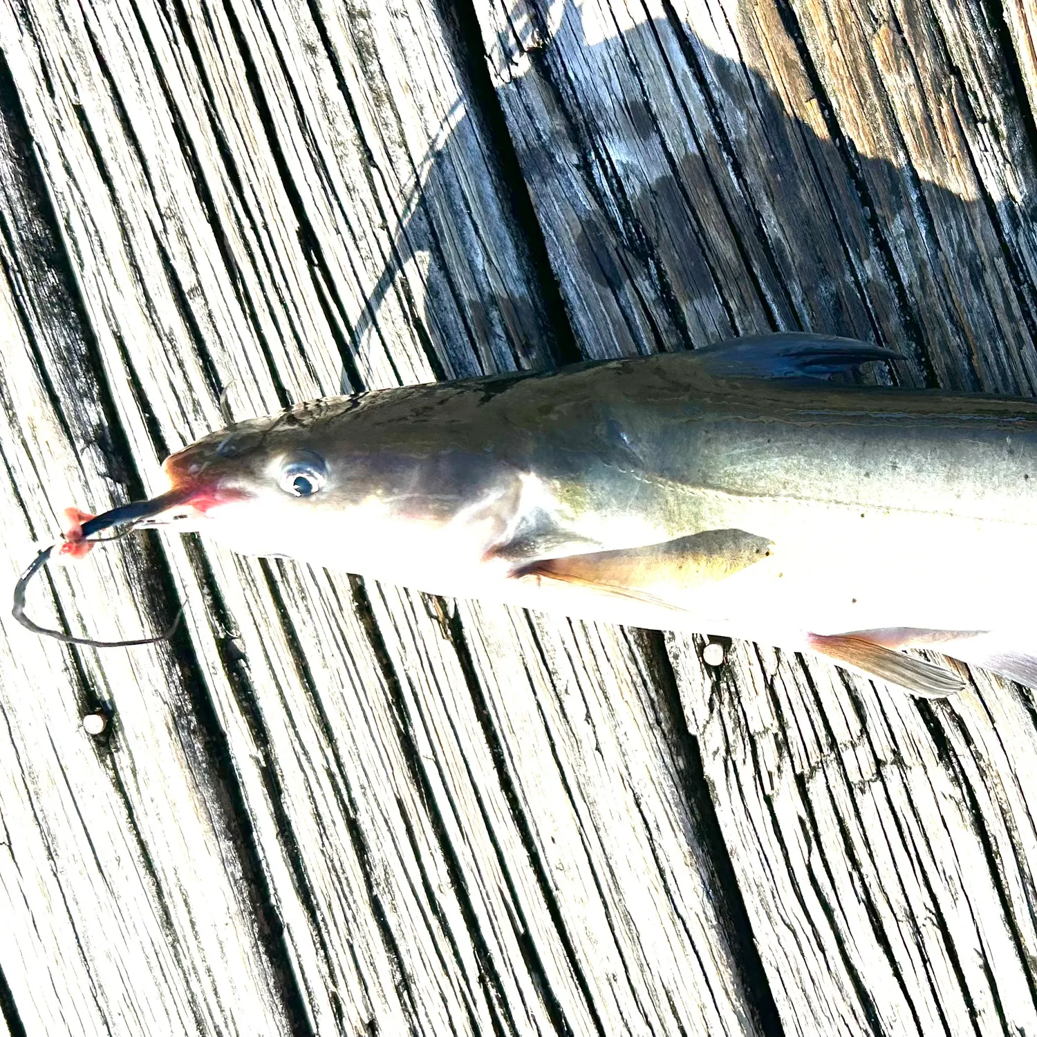 Channel catfish caught on Fishbrain