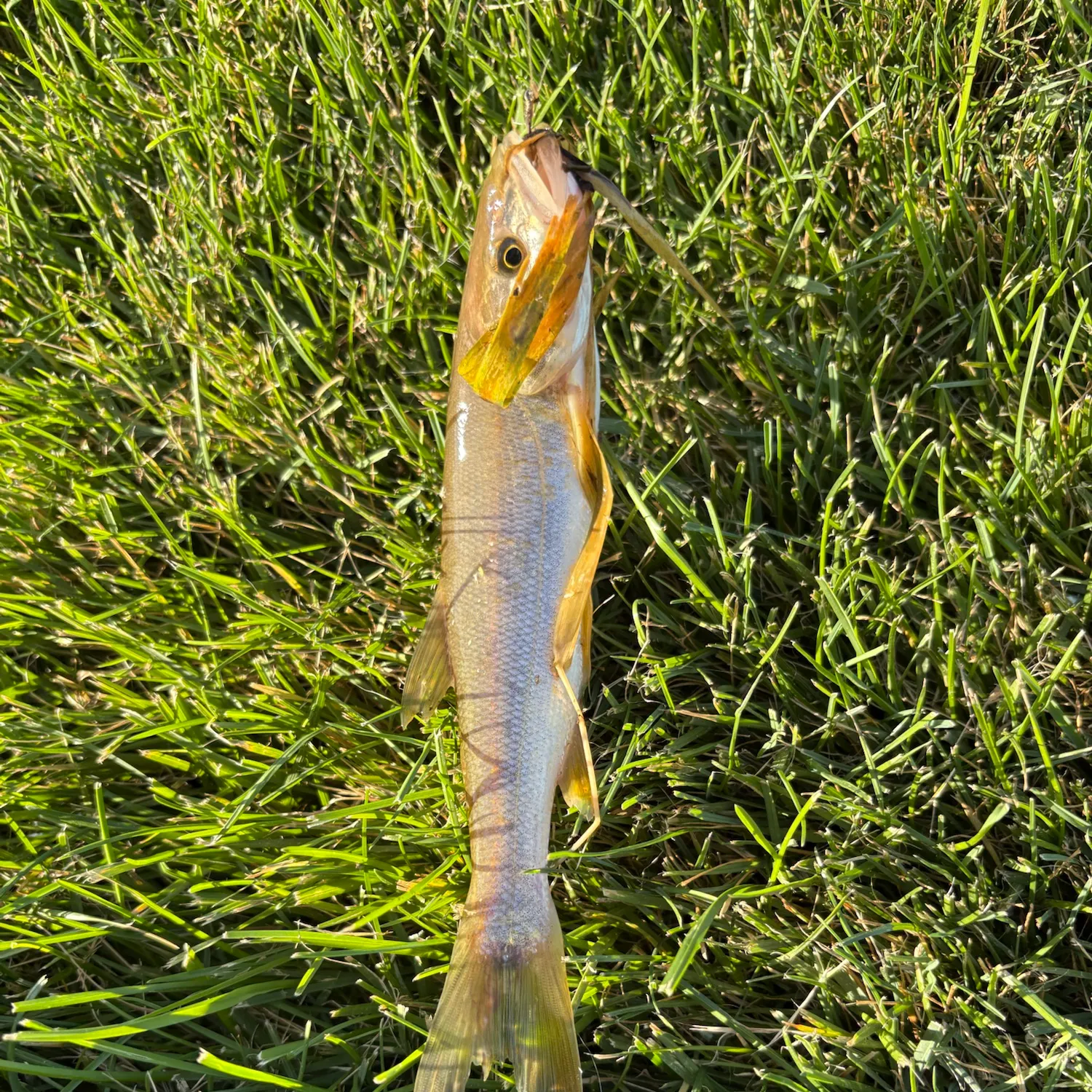 Northern pikeminnow caught on Fishbrain