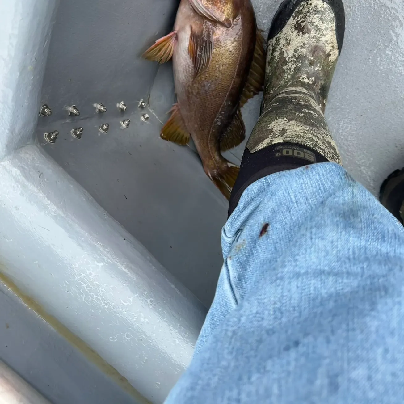 Black rockfish caught on Fishbrain