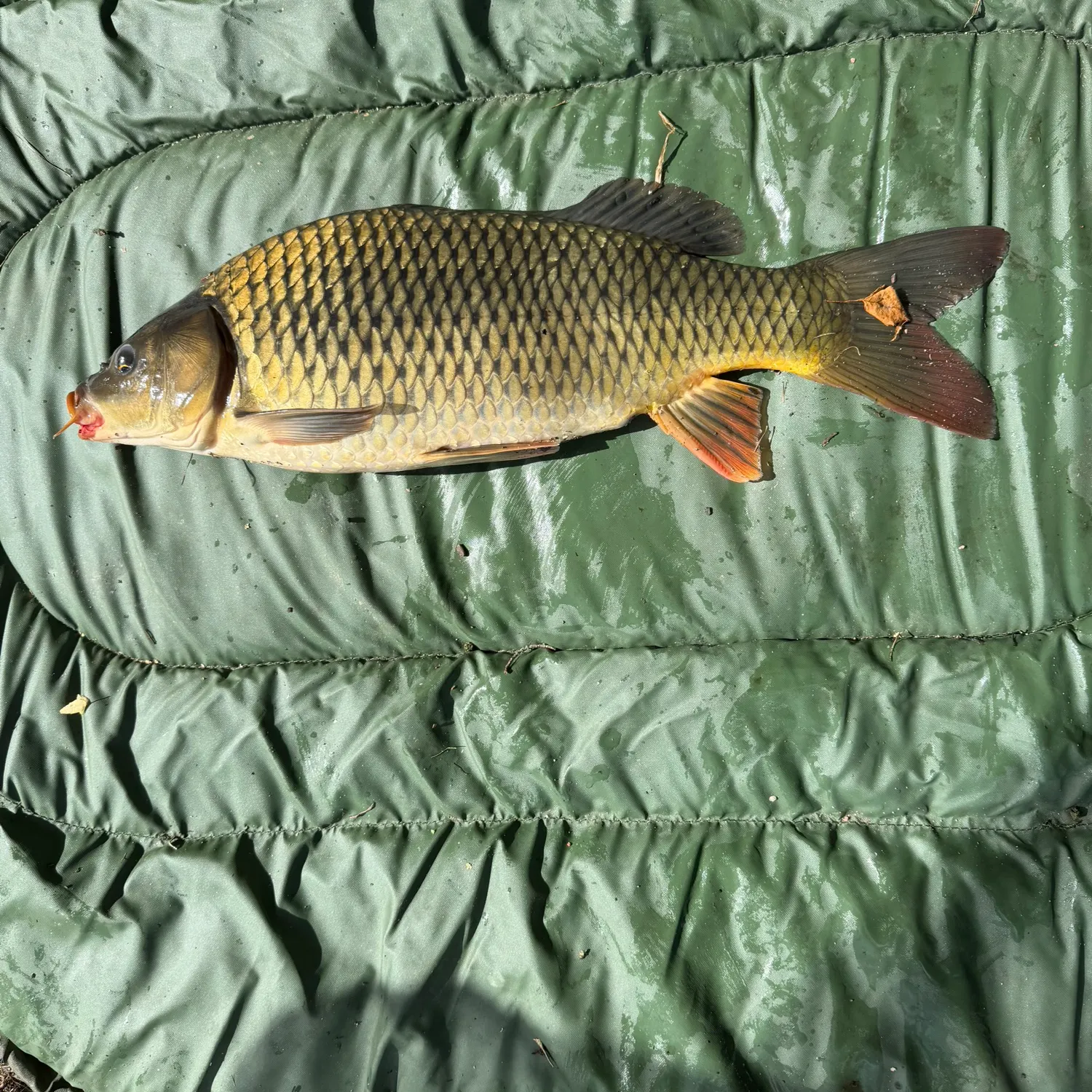 Common carp caught on Fishbrain