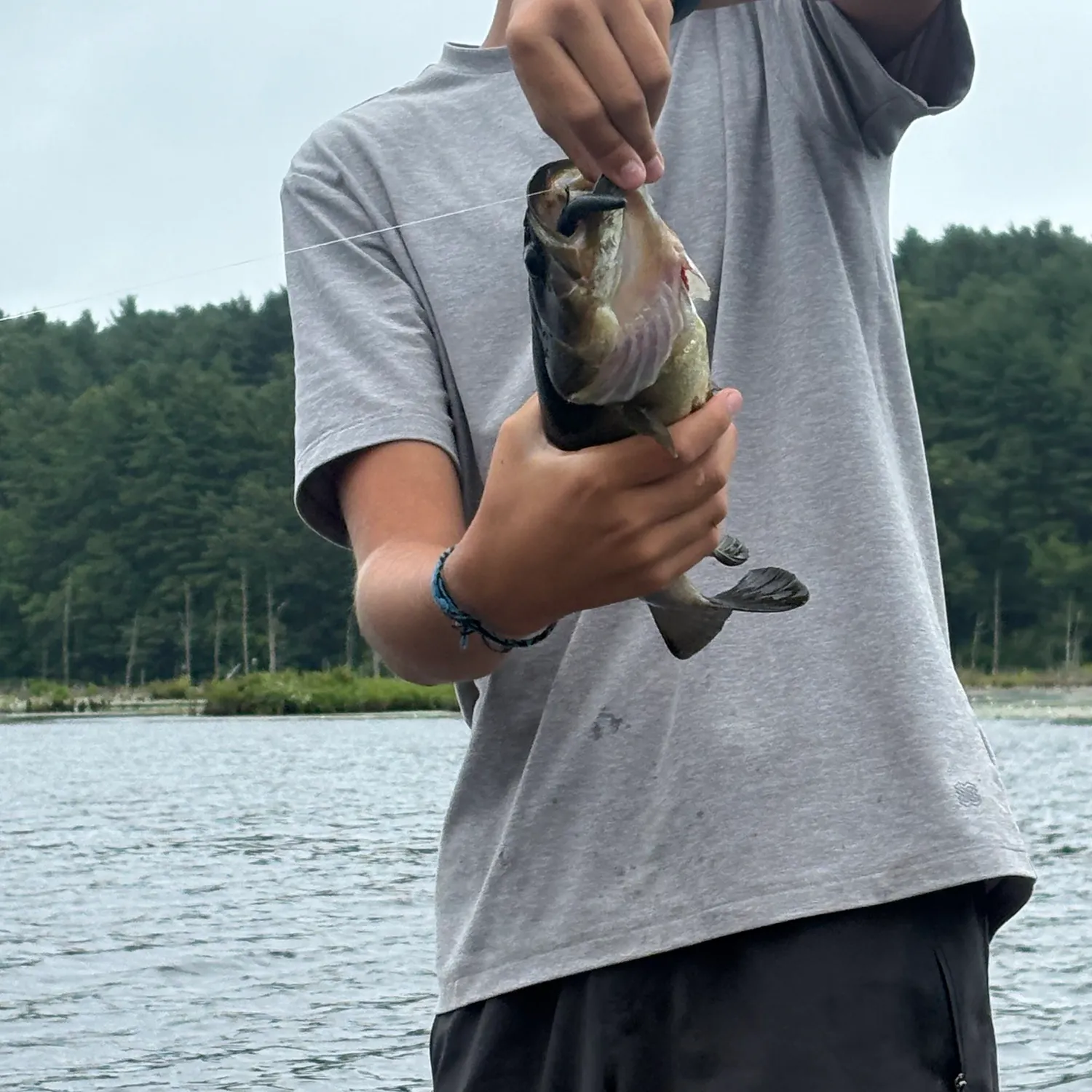 Channel catfish caught on Fishbrain