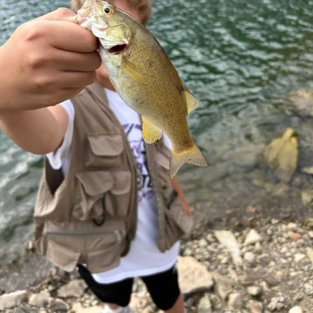 Smallmouth bass caught on Fishbrain