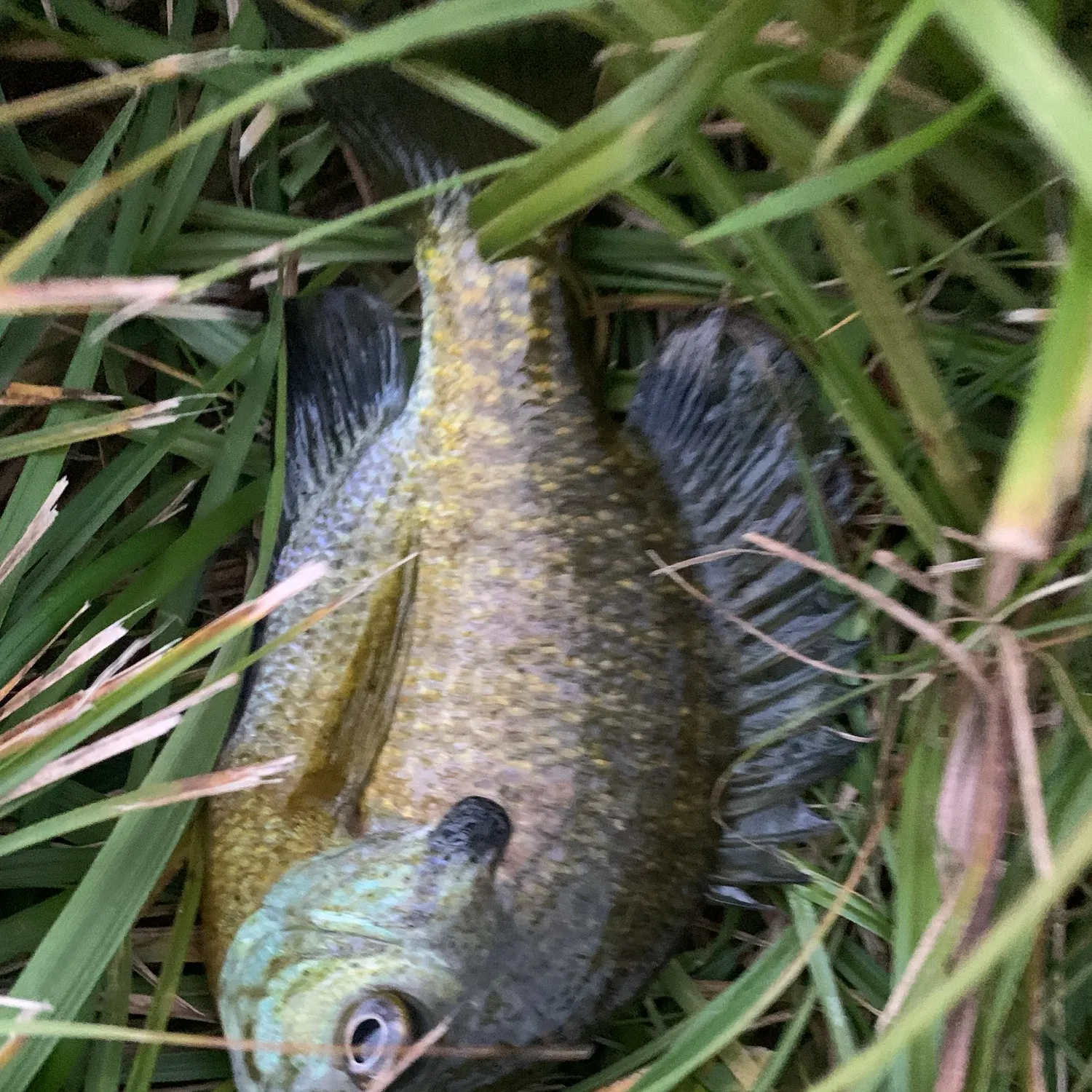 Bluegill caught on Fishbrain
