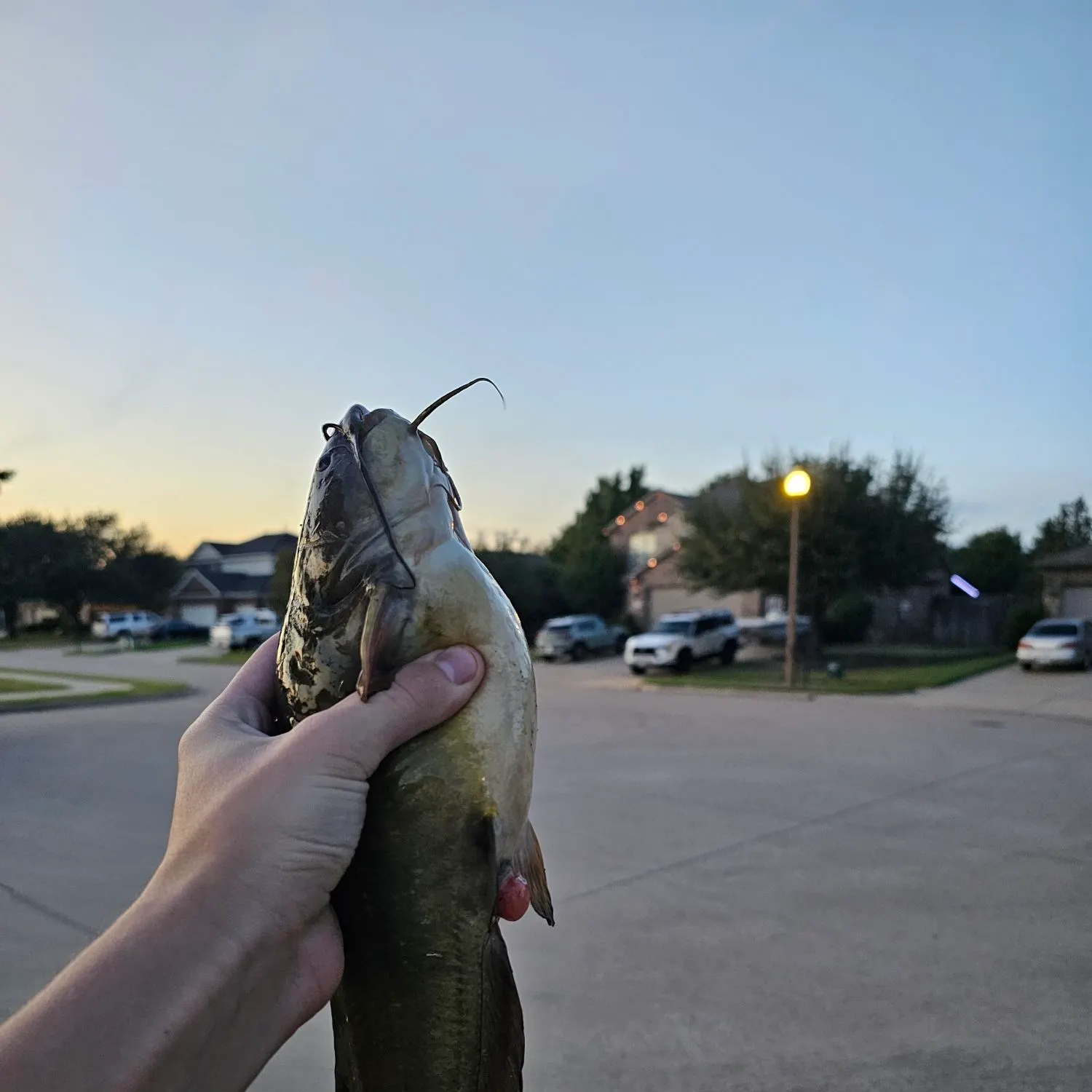 The most recent Black bullhead catches on Fishbrain
