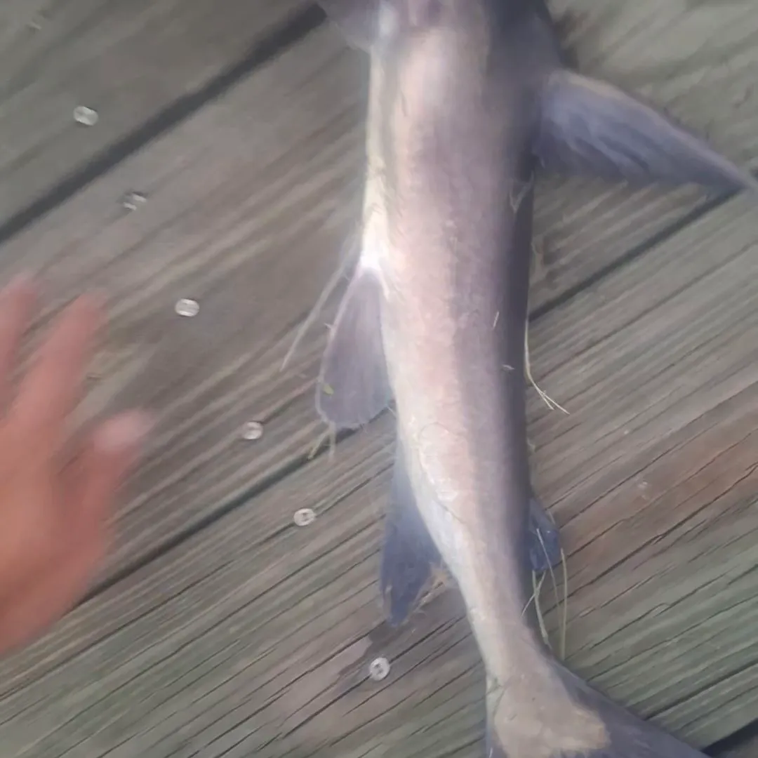 Gafftopsail sea catfish caught on Fishbrain