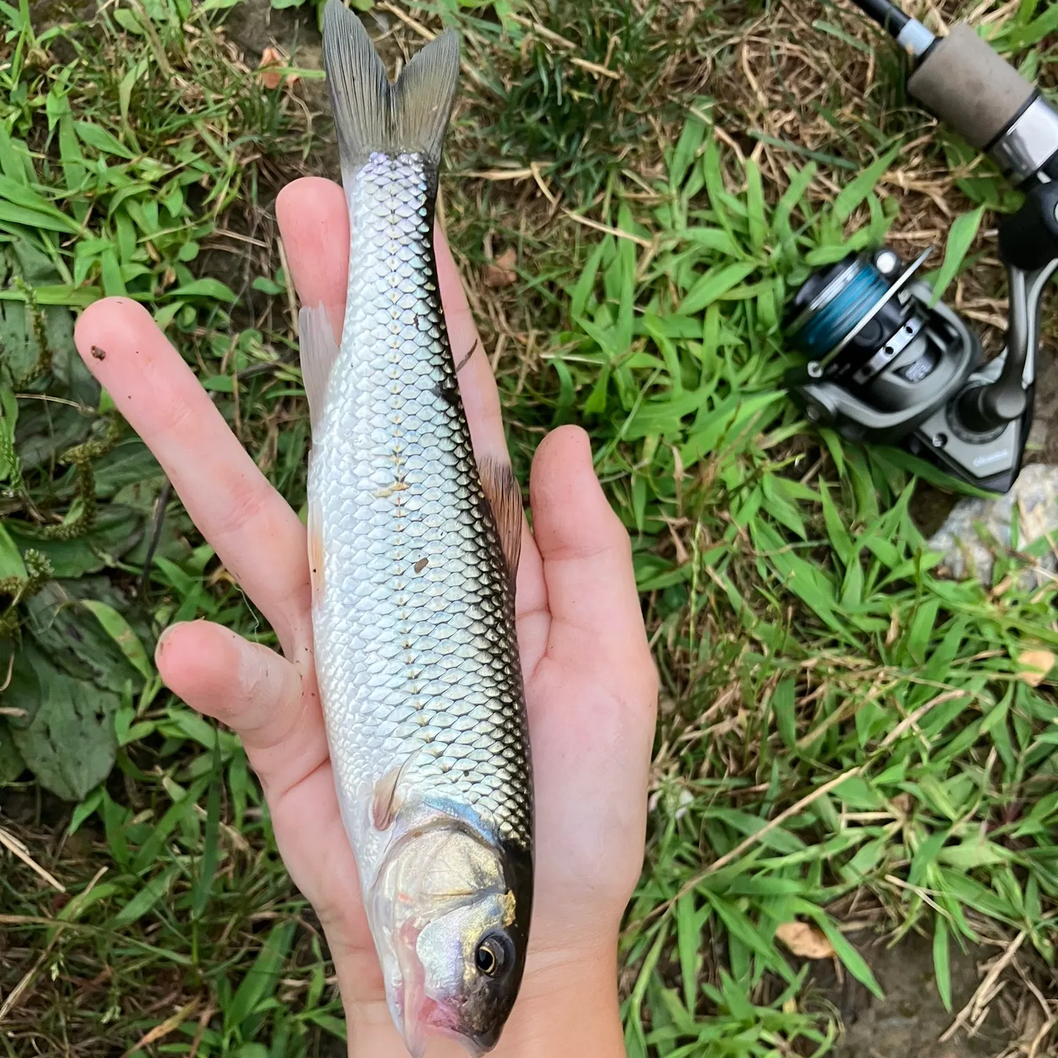The most recent Fallfish catches on Fishbrain