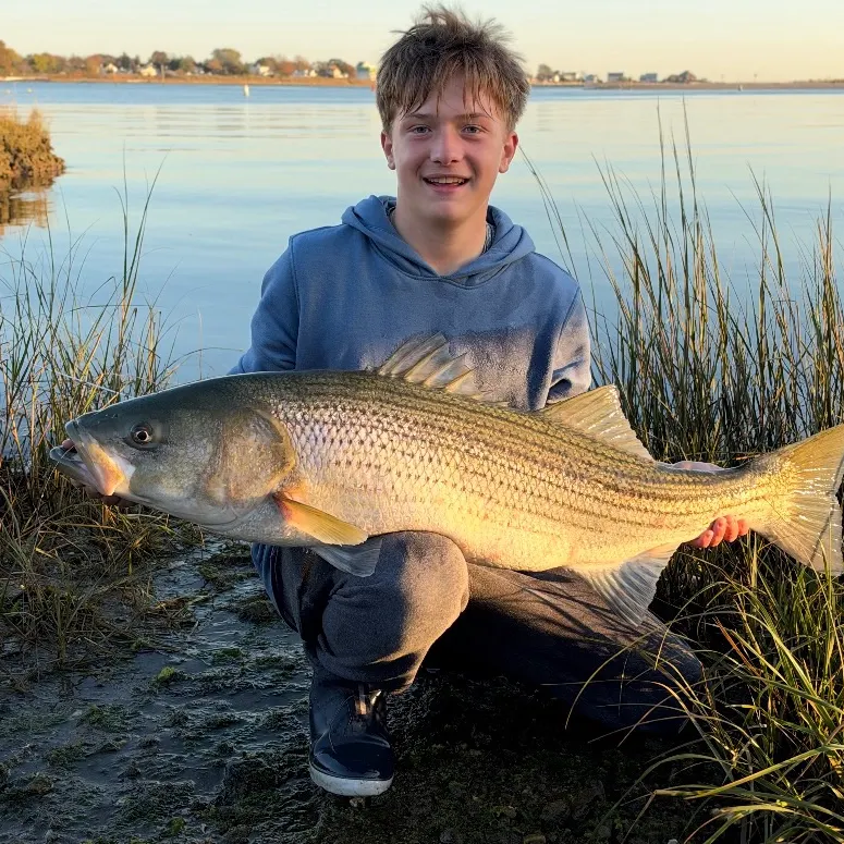 Striped bass caught on Fishbrain