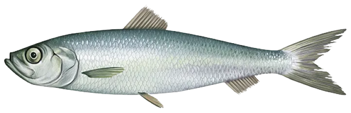 Atlantic herring