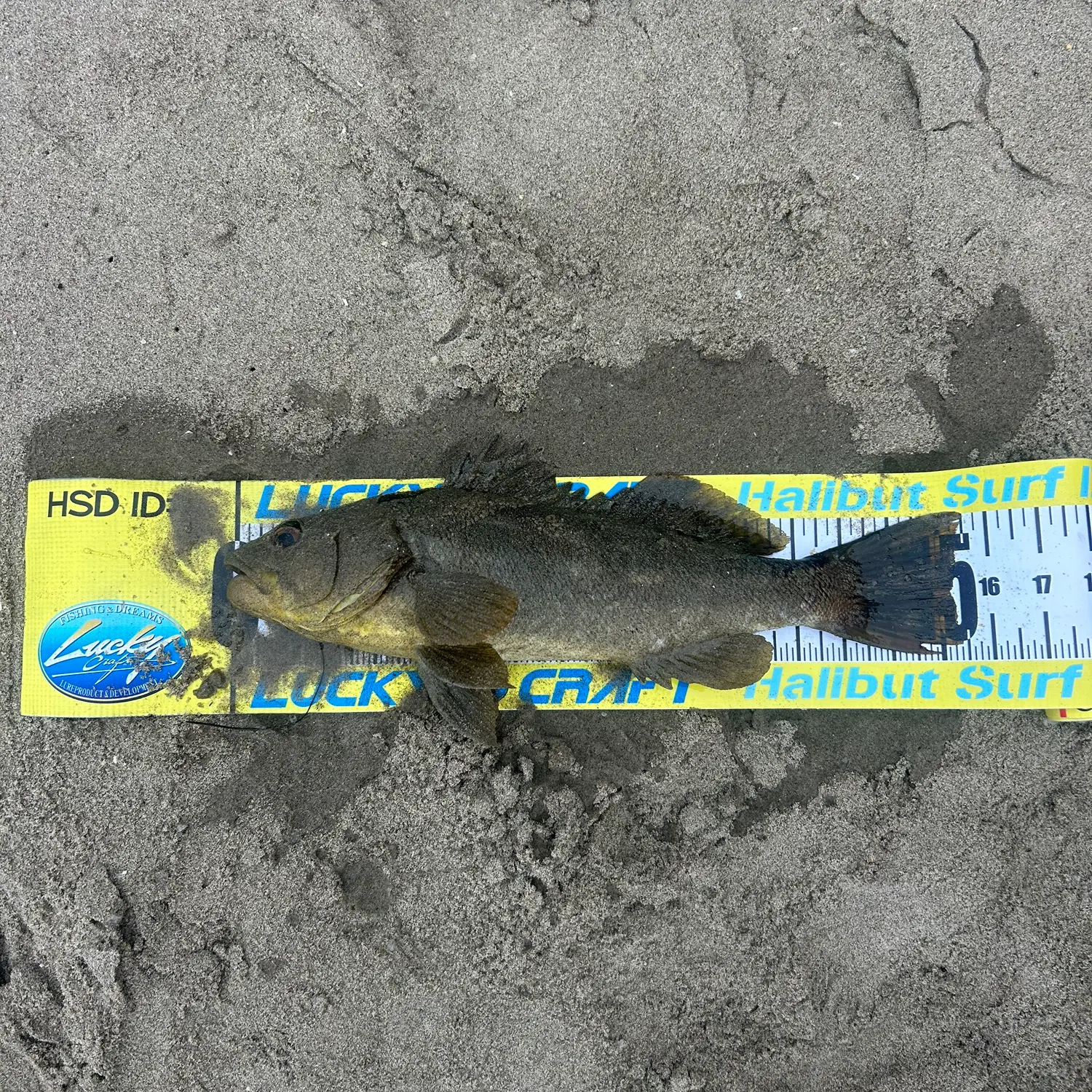 Kelp bass caught on Fishbrain