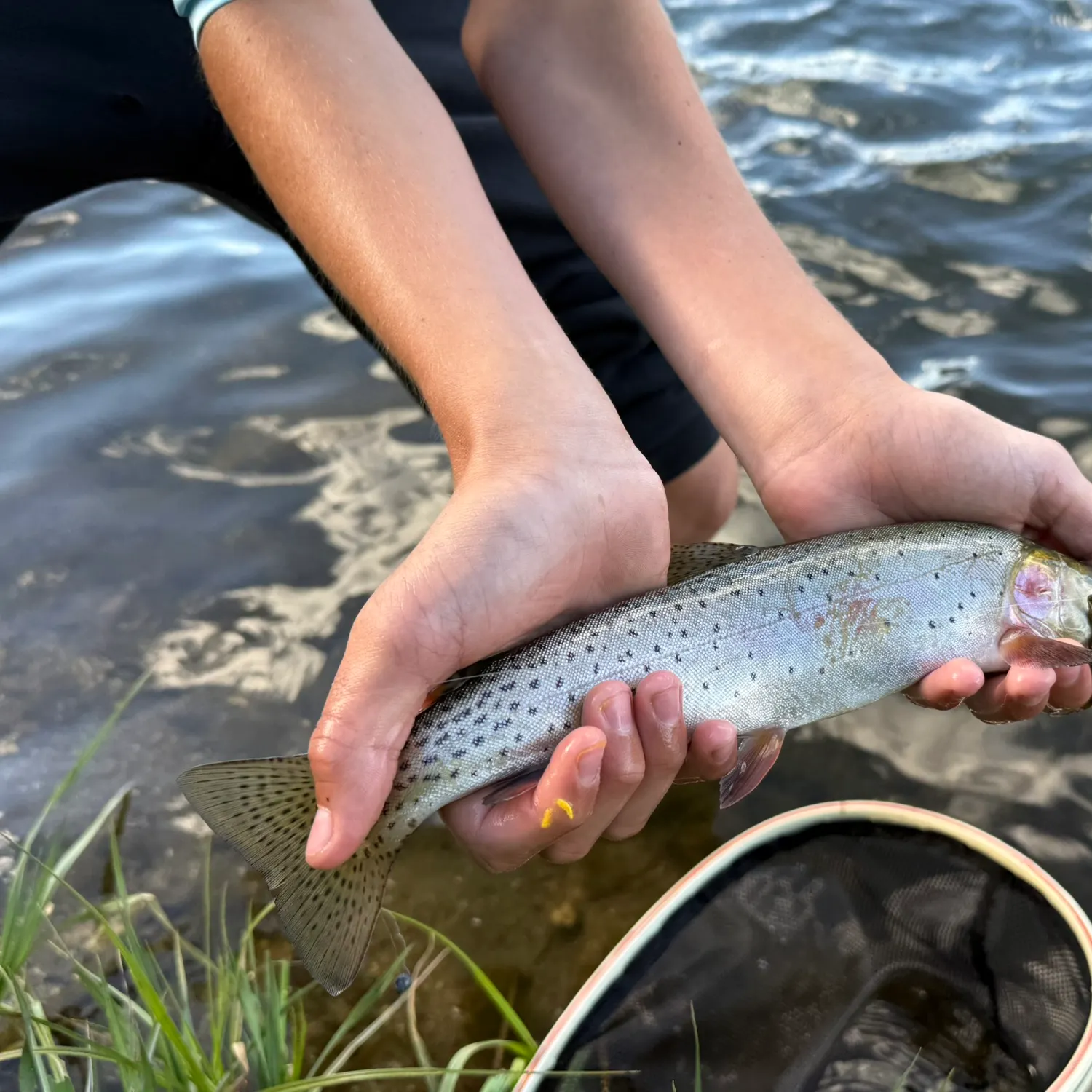 The most recent Yellowstone cutthroat trout catches on Fishbrain