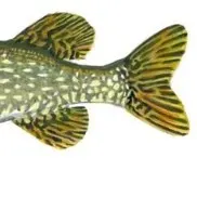 Northern pike caught on Fishbrain