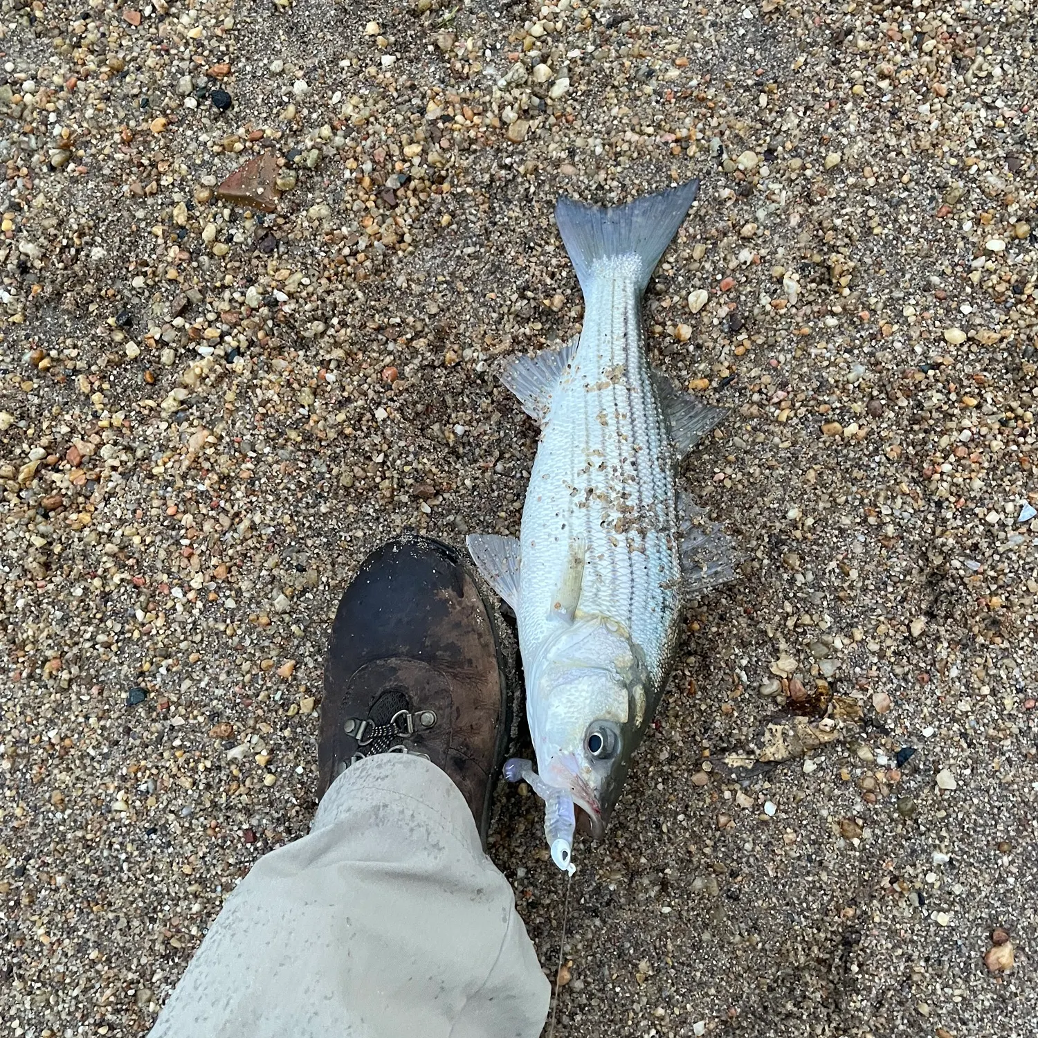 Striped bass caught on Fishbrain