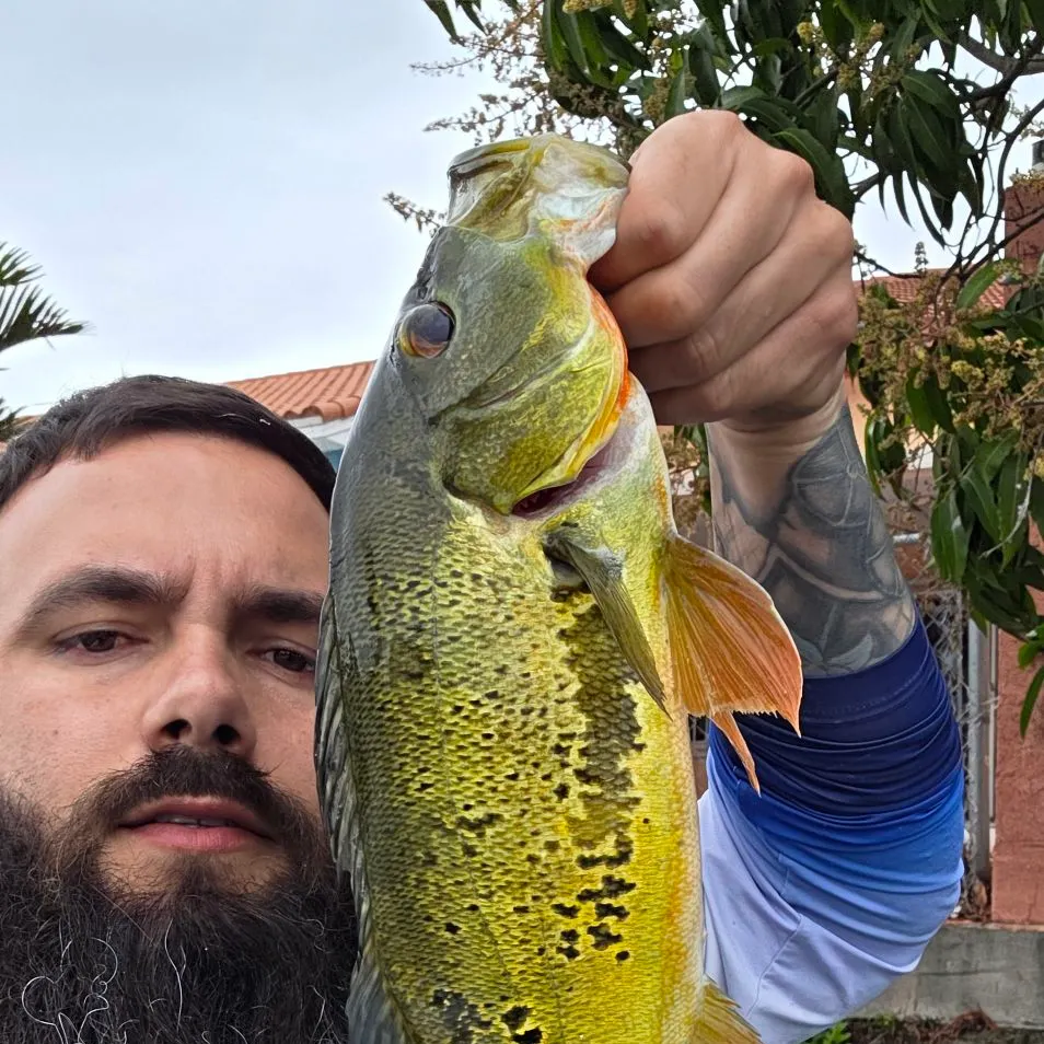 The most recent Butterfly peacock bass catches on Fishbrain
