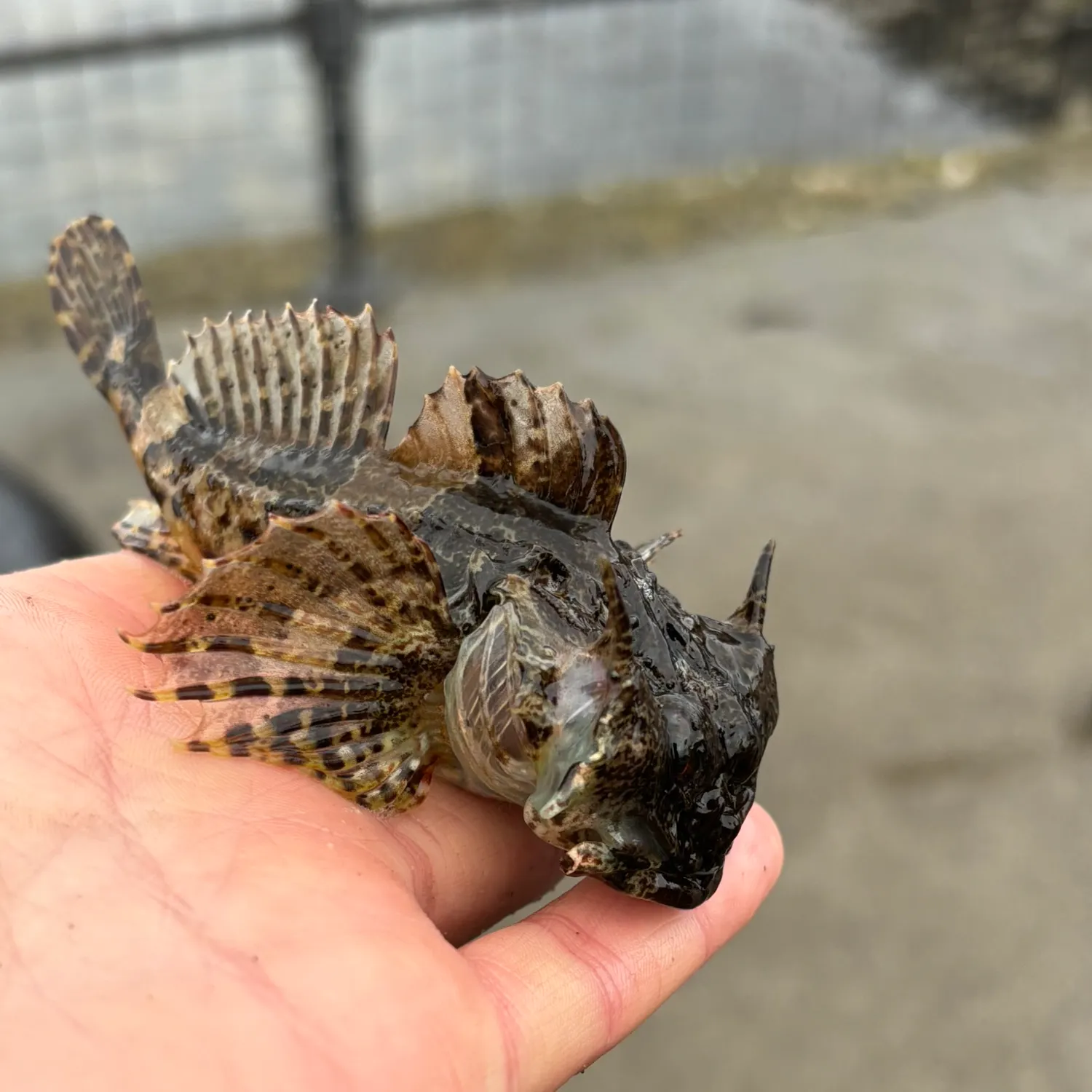 Longspined bullhead caught on Fishbrain