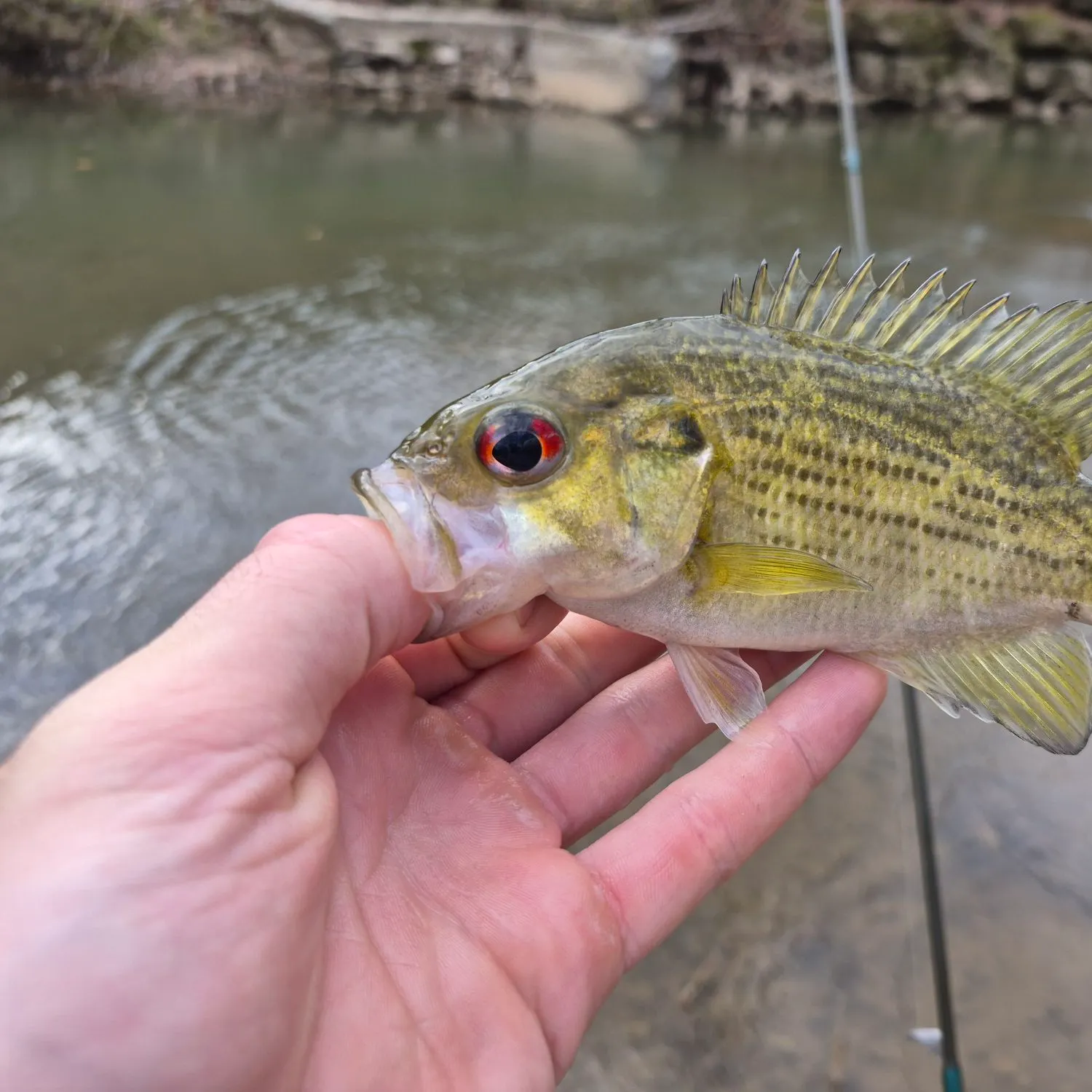 The most recent Rock bass catches on Fishbrain