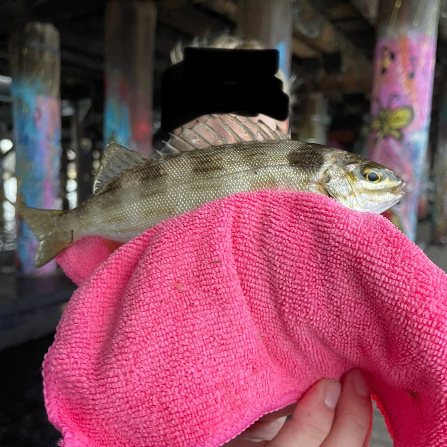 The most recent Western striped grunter catches on Fishbrain