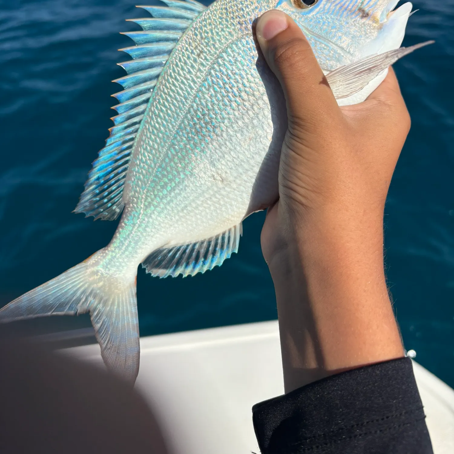 The most recent Littlehead Porgy catches on Fishbrain