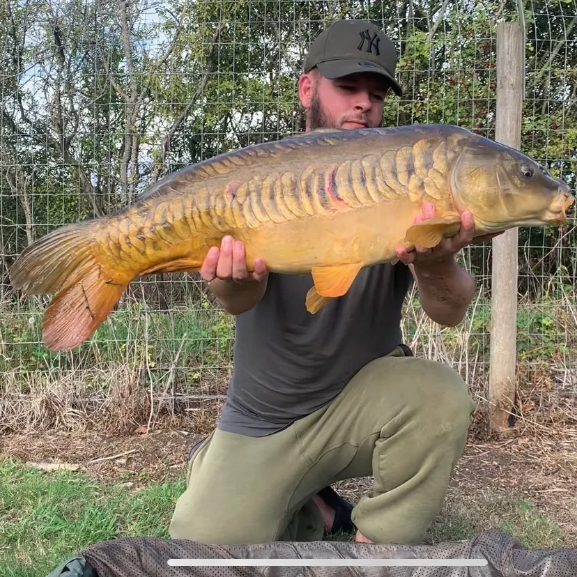 Mirror carp caught on Fishbrain