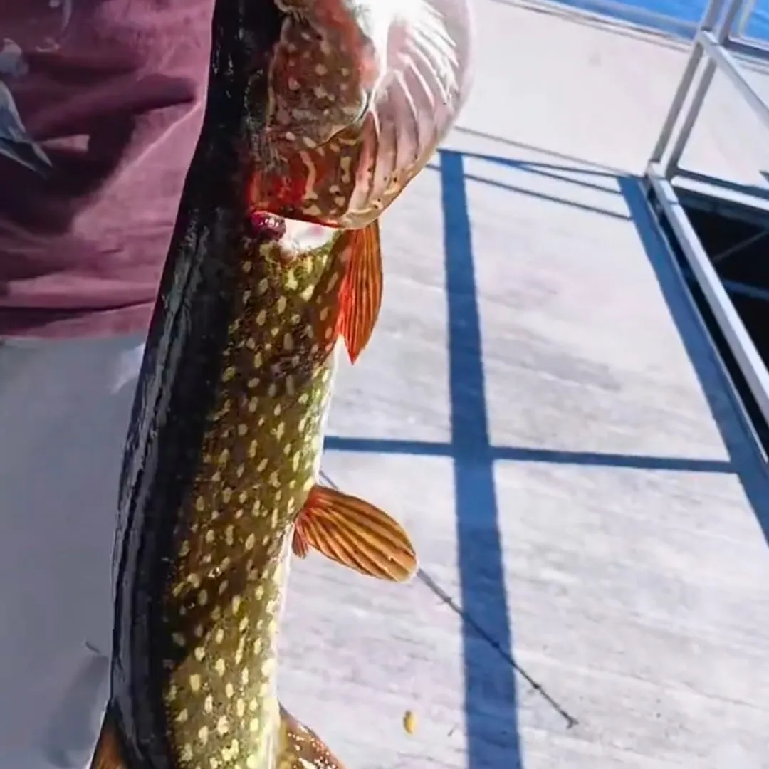 Northern pike caught on Fishbrain