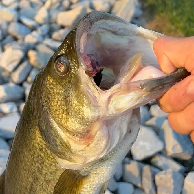 Largemouth bass caught on Fishbrain