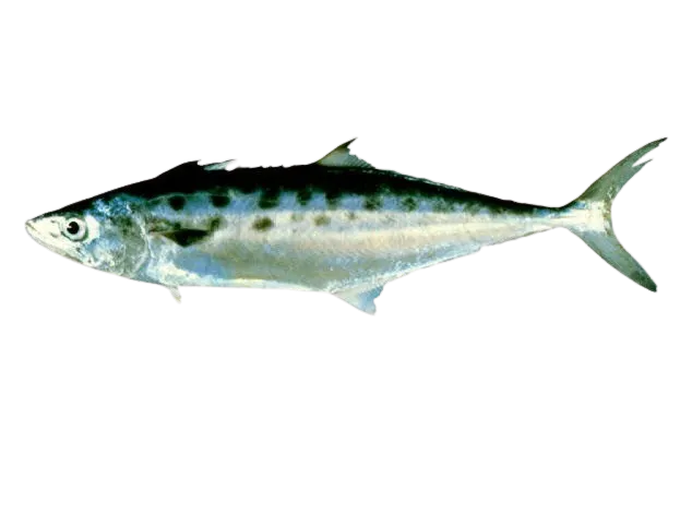 Queensland school mackerel
