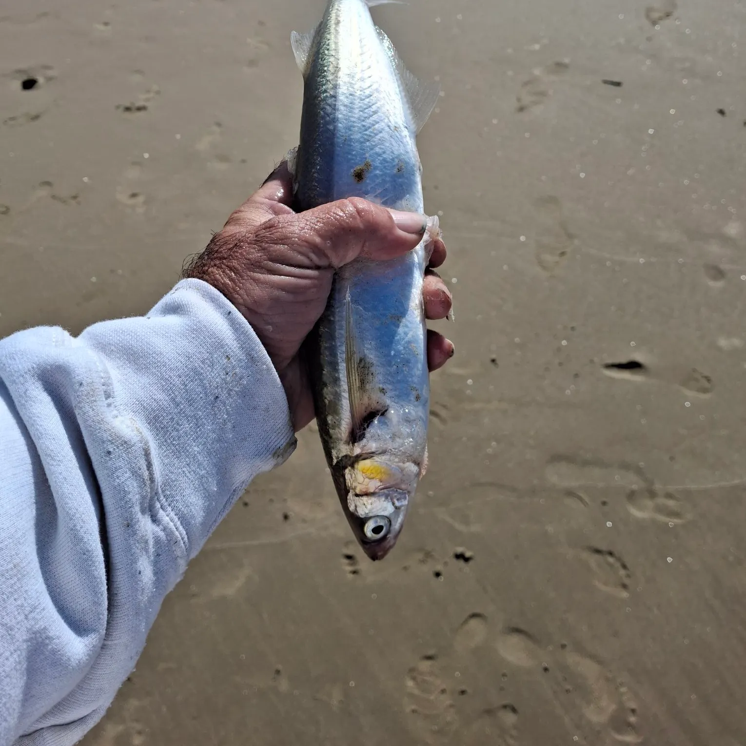 The most recent Surf smelt catches on Fishbrain