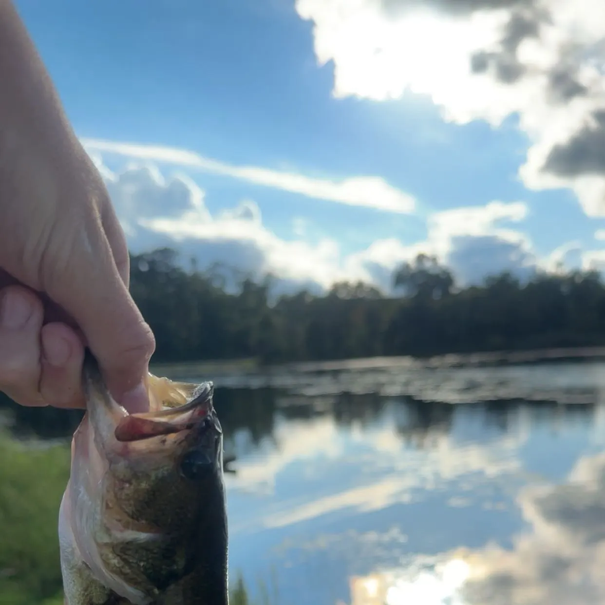 Largemouth bass caught on Fishbrain