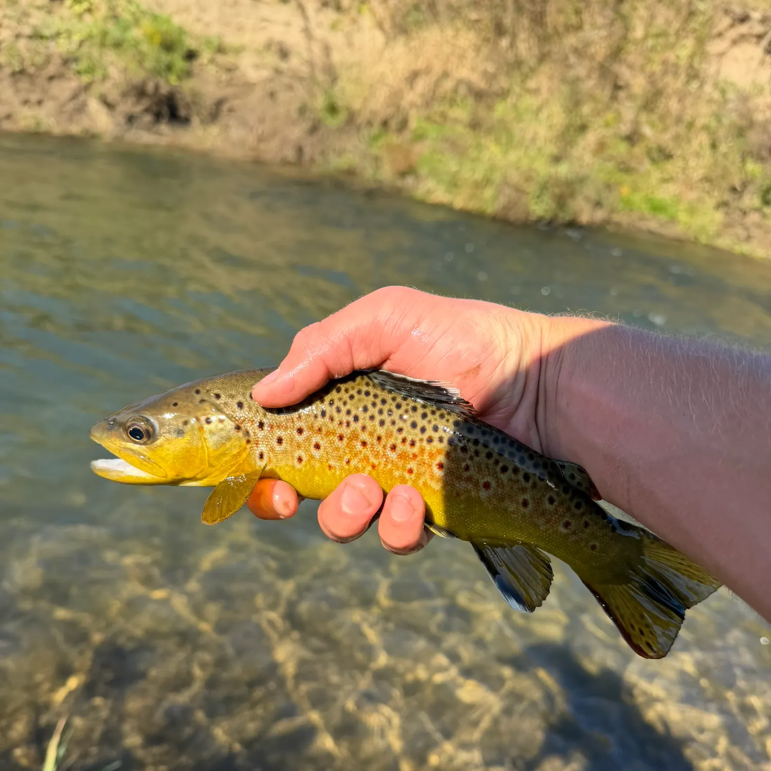 Brown trout caught on Fishbrain